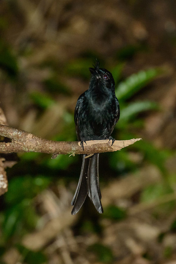 Madagascar Crested Drongo at night, Masoala NP, Madagascar Well, only slightly after sunset. This drongo was quite defensive about that little branch, so I assume a nest must be close. Africa,Crested drongo,Dicrurus forficatus,Geotagged,Madagascar,Madagascar North,Masoala,Spring,World