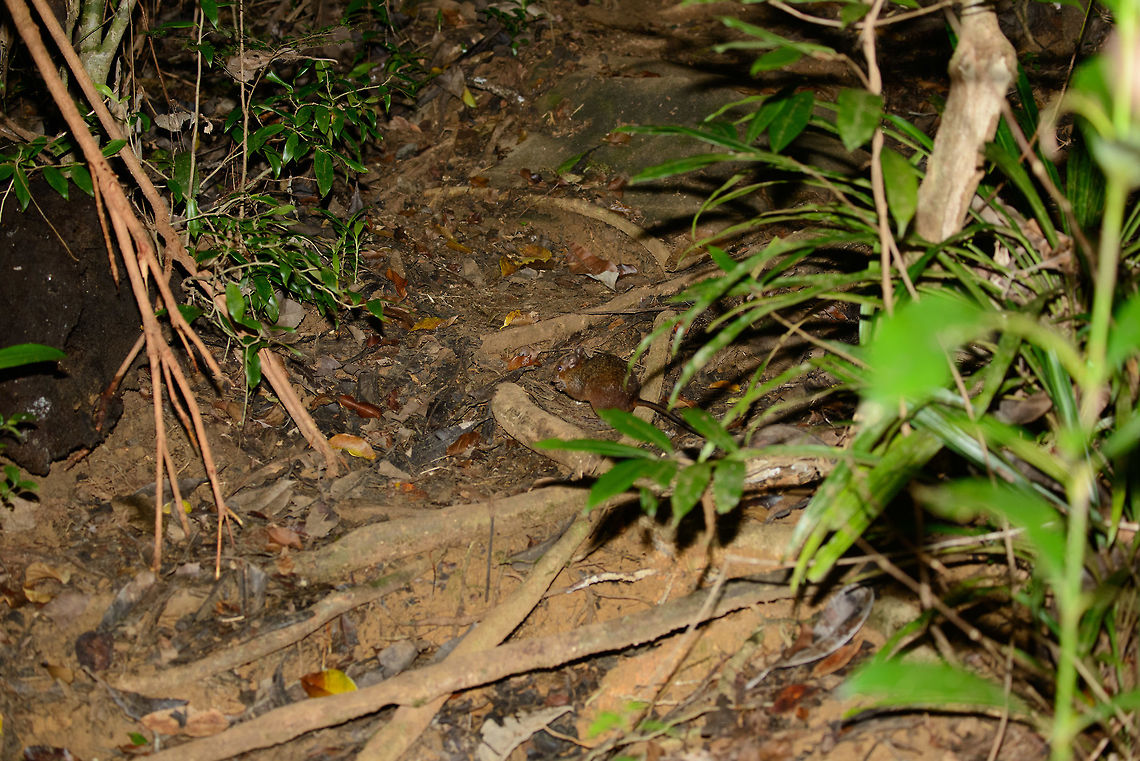 Mouse/rat-like mammal crossing paths, Masoala, Madagascar Madagascar is home to a wide array of little-known (micro) mammals, of which many come out at night. Here&#039;s one crossing our path in Masoala NP, only just after sunset. It was panicky shot, as you can see. Species under investigation. Africa,Geotagged,Island mouse,Madagascar,Madagascar North,Masoala,Nesomys rufus,Spring,World