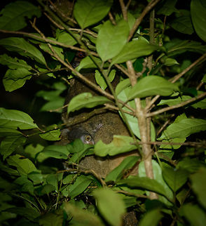 Eastern Woolly Lemur mother and baby, Masoala NP, Madagascar Not a great photo, but a pretty realistic scenario concerning night photography in the thick forest of Masoala. I'm posting this to show the baby, which is always an encouraging sign. October and November are good months to visit Madagascar to see new offspring. Africa,Avahi laniger,Eastern woolly lemur,Geotagged,Madagascar,Madagascar North,Masoala,Spring,World