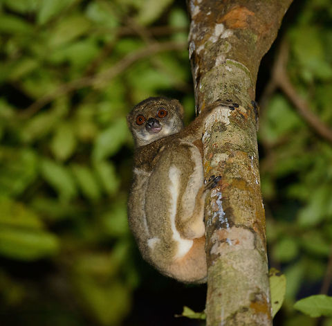 Eastern Woolly Lemur in Masoala NP, Madagascar Found on a night hike in Masoala NP. Africa,Avahi laniger,Eastern woolly lemur,Geotagged,Madagascar,Madagascar North,Masoala,Spring,World