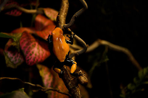 Dendrobates galactonotus