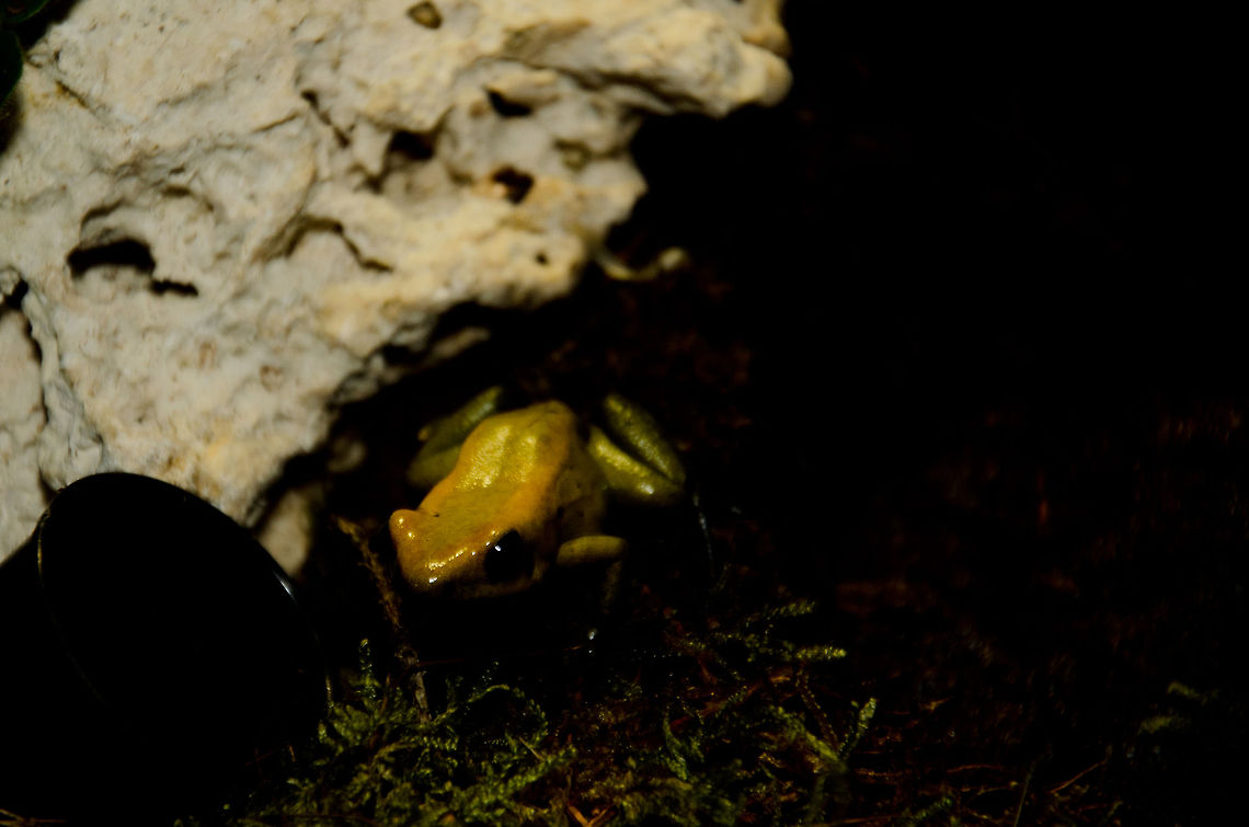 The golden poison frog (Phyllobates terribilis) A beautiful yet threatened poisenous frog native to Colombia. Amphibians,Golden poison frog,Oliemeulen,Phyllobates terribilis,frog