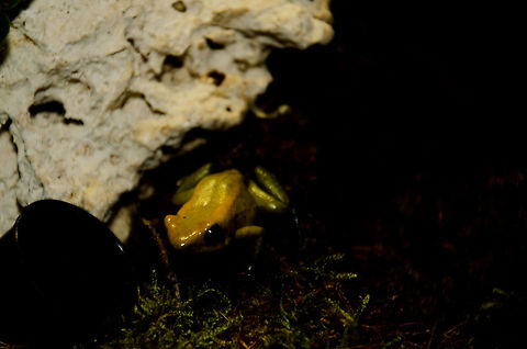 The golden poison frog (Phyllobates terribilis) A beautiful yet threatened poisenous frog native to Colombia. Amphibians,Golden poison frog,Oliemeulen,Phyllobates terribilis,frog