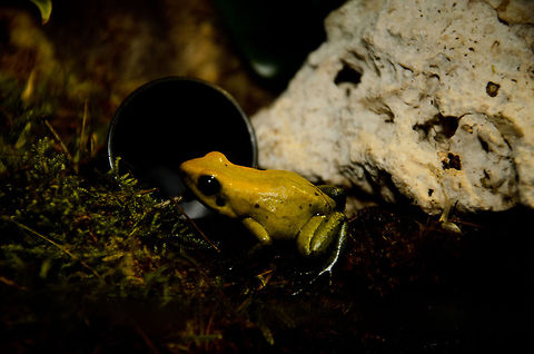 The golden poison frog (Phyllobates terribilis) A beautiful yet threatened poisenous frog native to Colombia. Potentially lethal upon touch! Amphibians,Golden poison frog,Oliemeulen,Phyllobates terribilis,frog