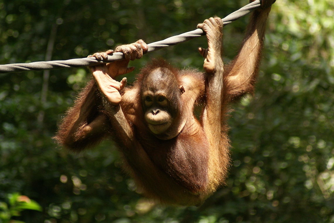 Young Orang Utan Found at the Sepilok wildlife conservation park Bornean orangutan,Malaysia,Mammalia,Monkeys,Orangutan,Pongo pygmaeus,Primates