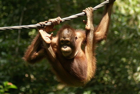 Young Orang Utan Found at the Sepilok wildlife conservation park Bornean orangutan,Malaysia,Mammalia,Monkeys,Orangutan,Pongo pygmaeus,Primates