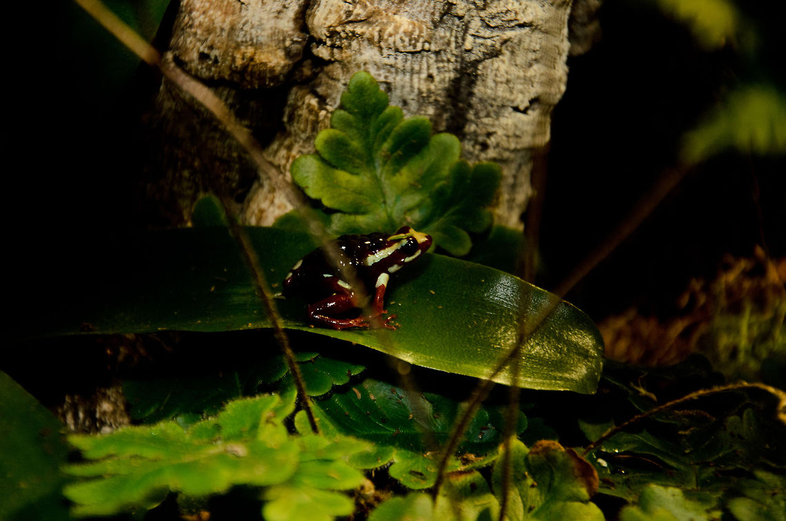 Phantasmal poison frog (Epipedobates tricolor) Very colorful frog that is extremely toxic. It&#039;s toxic can be both lethal as well as used for medical purposes, and is considered a few hundred times stronger than morfine. Amphibians,Epipedobates tricolor,Oliemeulen,Phantasmal poison frog,frog