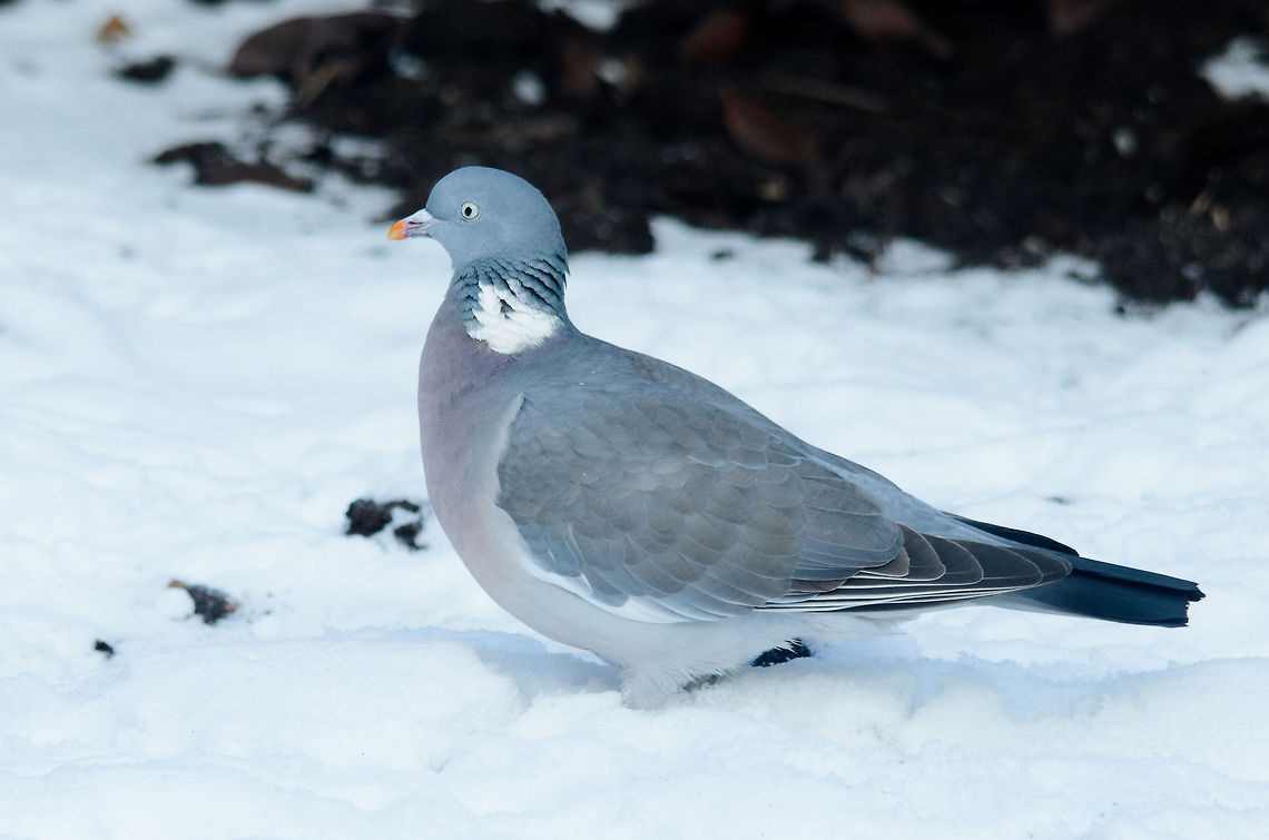 Pigeon in the snow One of two pigeons that have been visiting our garden for years now. This time with cold feet. Columba palambus,Garden,Heesch,Pigeons,birds,the Netherlands
