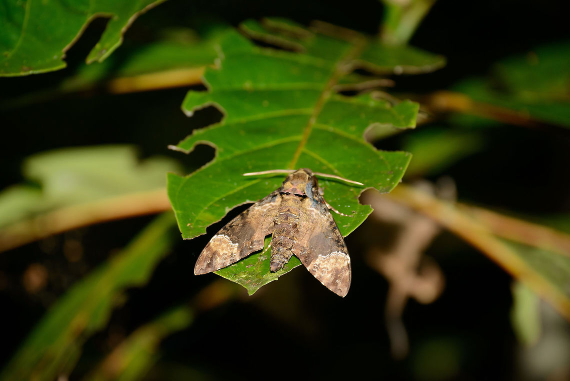 Large moth at night, Masoala, Madagascar Head to tail about 8-10 cm, so pretty large. Species under investigation. Identification traits may be found in the pink and blue colors in the neck. Africa,Coelonia fulvinotata,Geotagged,Madagascar,Madagascar North,Masoala,Spring,World