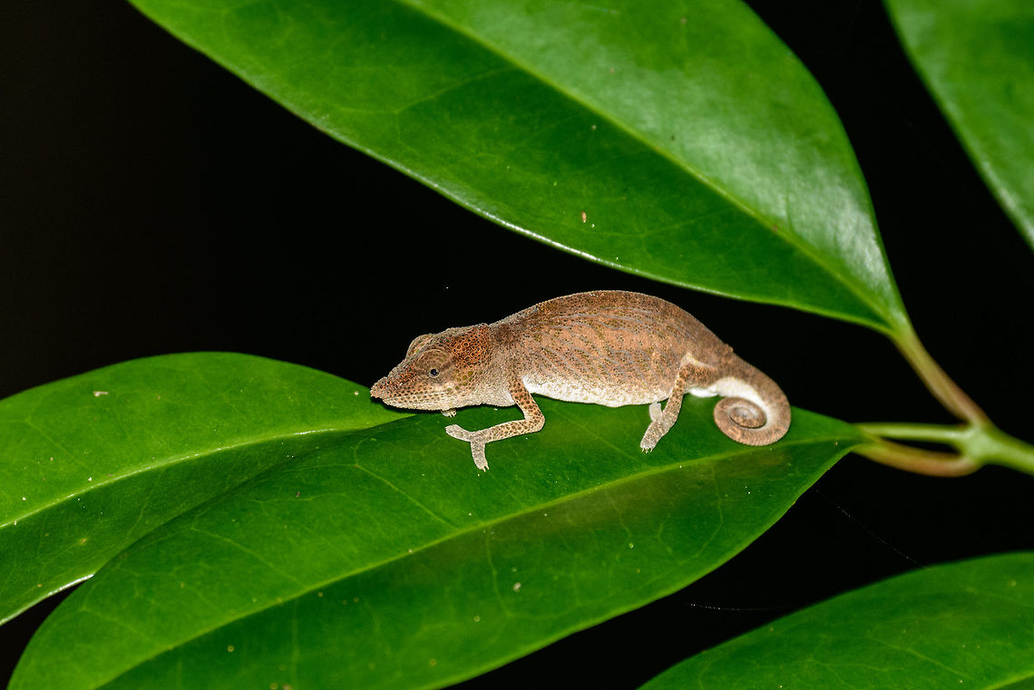 Big-nosed chameleon at night, Masoala, Madagascar I hope I got the species right. Africa,Big-nosed chameleon,Calumma nasutum,Geotagged,Madagascar,Madagascar North,Masoala,Spring,World