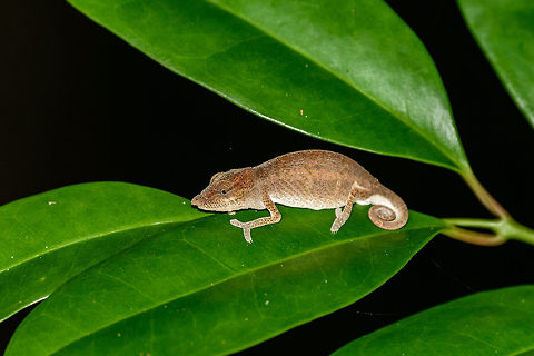 Big-nosed chameleon at night, Masoala, Madagascar I hope I got the species right. Africa,Big-nosed chameleon,Calumma nasutum,Geotagged,Madagascar,Madagascar North,Masoala,Spring,World