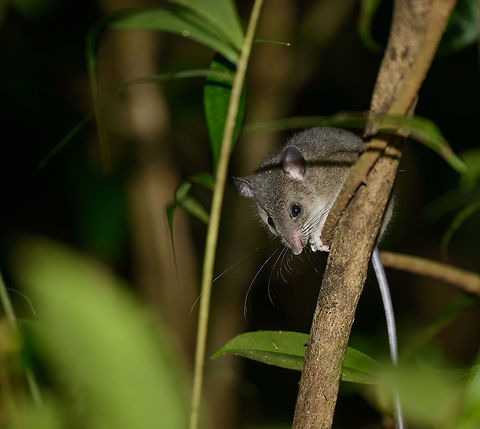 Webbs tufted-tailed rat at night in Masoala, Madagascar One of our most interesting finds on our 2nd night in Masoala NP. Unfortunately, the actual tuft isn't on the photo. 

It looks like I stumbled upon another category of Madagascar wildlife that is hardly described online. During identification, these two were the prime candidates:

Webb's tufted-tailed rat: https://www.flickr.com/photos/54876436@N08/8435634942
Ellerman's tufted-tailed rat: http://www.planet-mammiferes.org/Photos/Rongeur/Myomo/AutMurid/EliuGra1.jpg Africa,Eliurus webbi,Geotagged,Madagascar,Madagascar North,Masoala,Spring,Webbs tufted-tailed rat,World