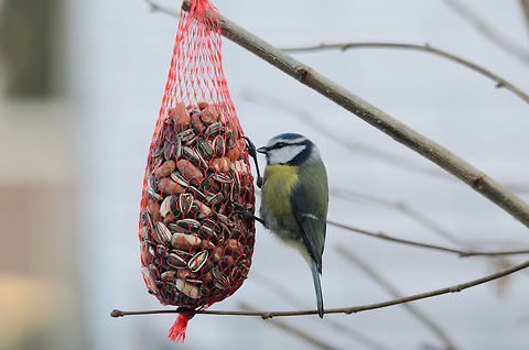 Blue Tit (Cyanistes caeruleus) During extreme winters such as right now (2012), typical garden birds have trouble finding food and may lose as much as 10% of their body weight in a single day. These are days to put up seeds and fat. Birds,Blue Tit,Cyanistes Caeruleus,Garden,Heesch,the Netherlands