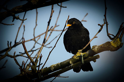 Male Common Blackbird (Turdus merula) Despite being five times larger than most birds in our garden, this blackbird has a habit of patiently waiting until they leave before he starts feeding. Common Blackbird,Garden,Heesch,Turdus merula,birds,the Netherlands