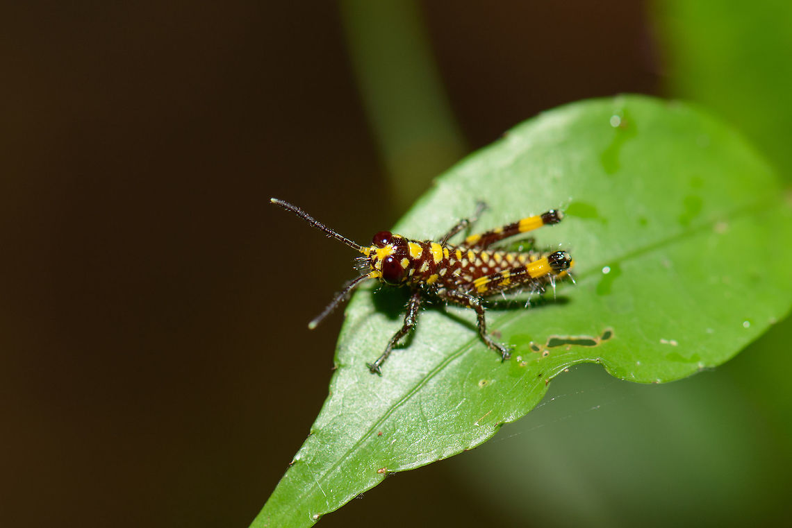 Closeup of yellow/black hopper, Masoala, Madagascar Pyrgomorphidae nymph. Africa,Geotagged,Madagascar,Madagascar North,Masoala,Spring,World