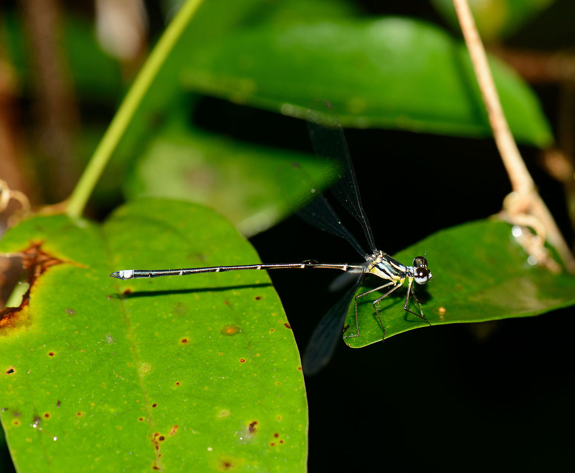Nesolestes robustus, Masoala NP, Madagascar Found at night. Africa,Geotagged,Madagascar,Madagascar North,Masoala,Nesolestes robustus,Spring,World