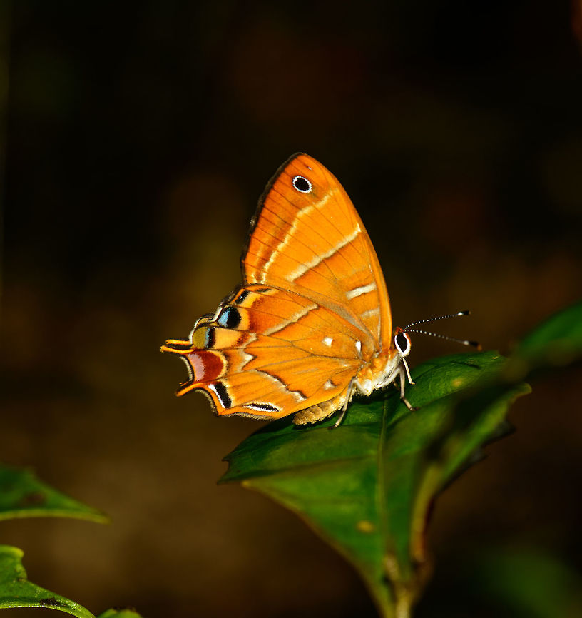 Queen of Night | Saribia ochracea A surprising find in Masoala NP. Africa,Geotagged,Madagascar,Madagascar North,Masoala,Saribia ochracea,Spring,World