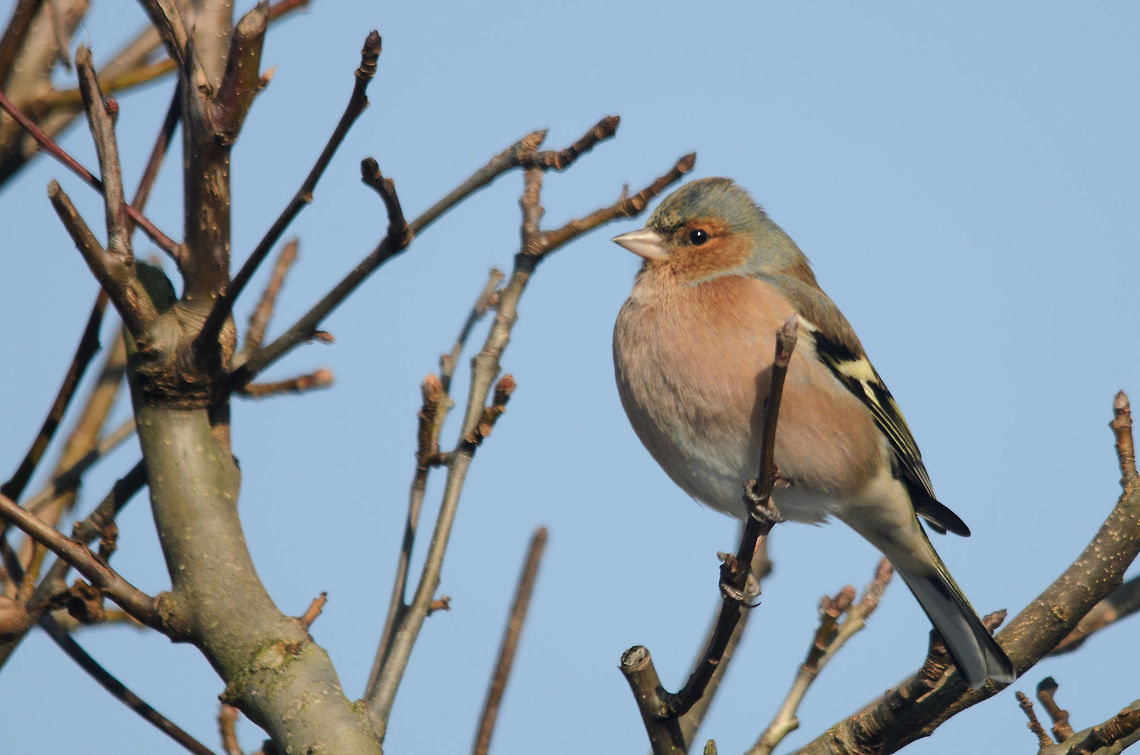 Chaffinch (Fringilla coelebs) It looks like this Chaffinch in our garden during the harsh winter of 2012 wasn't exactly starving. Birds,Chaffinch,Fringilla coelebs,Garden,Heesch,the Netherlands