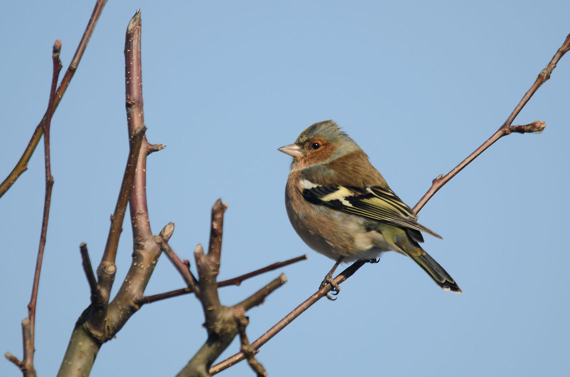 Chaffinch (Fringilla coelebs) Side view of a Chaffinch in our garden, showing both its front and back patterns. Birds,Chaffinch,Fringilla coelebs,Garden,Heesch,the Netherlands