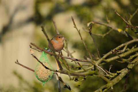 Chaffinch (Fringilla coelebs) Chaffinch in our garden approaching fat snack. Birds,Chaffinch,Fringilla coelebs,Garden,Heesch,the Netherlands