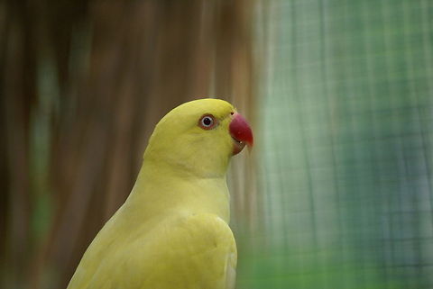 Parrot closeup Sideview closeup of a lovely yellow parrot. Birds,Closeup,Malaysia,Parrots