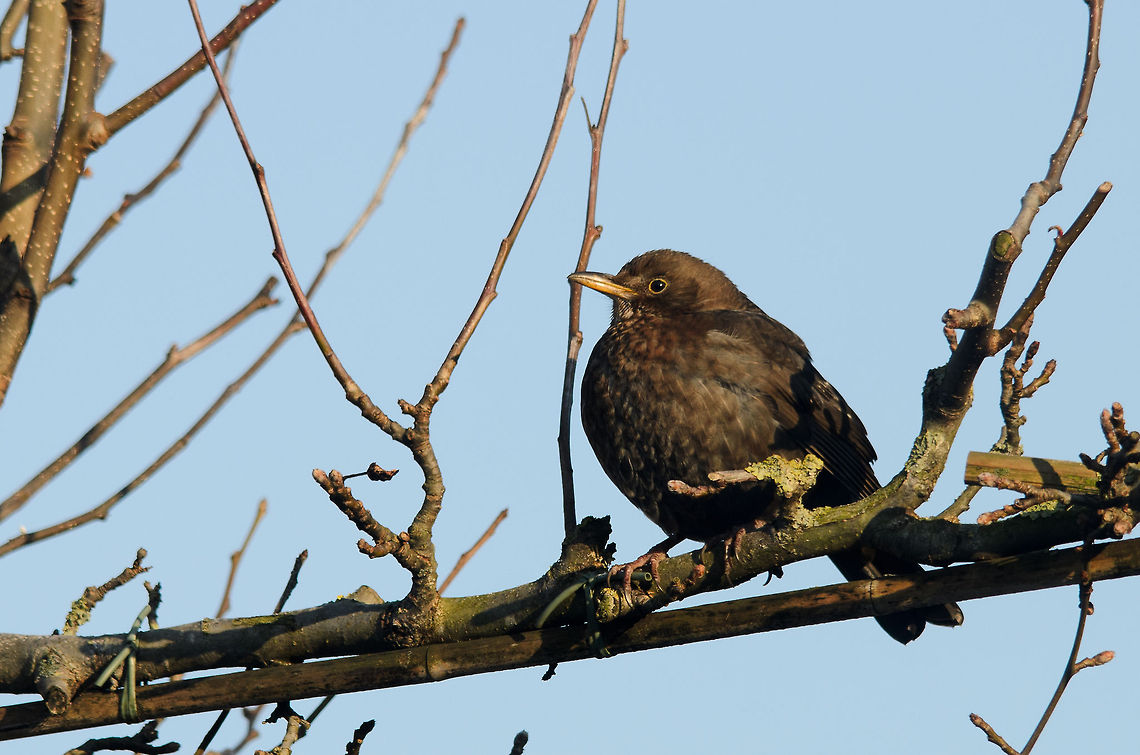 Female Common Blackbird (Turdus merula) This female blackbird is a regular visitor, it's quite slow and not afraid of anything except for our cat. I think this one is of high age. Common Blackbird,Garden,Heesch,Turdus merula,birds,the Netherlands