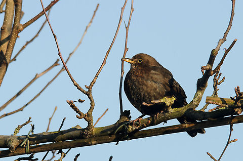 Female Common Blackbird (Turdus merula) This female blackbird is a regular visitor, it's quite slow and not afraid of anything except for our cat. I think this one is of high age. Common Blackbird,Garden,Heesch,Turdus merula,birds,the Netherlands