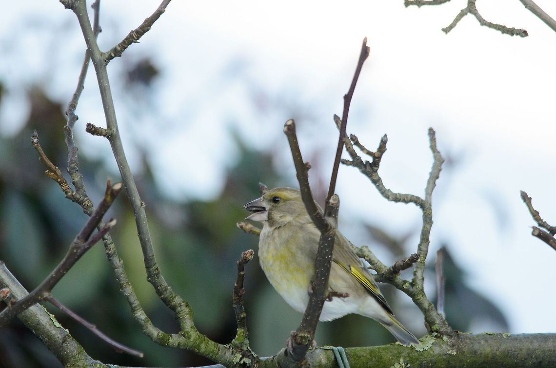 Greenfinch Wikipedia mentions the entire population migrates to Africa for the winter, so I guess this one got left behind in our garden. Carduelis chloris,European Greenfinch,Garden,Heesch,Phylloscopus sibilatrix,Warbler,Wood Warbler,birds,the Netherlands