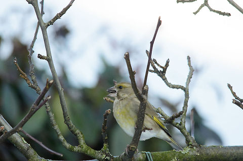 Greenfinch Wikipedia mentions the entire population migrates to Africa for the winter, so I guess this one got left behind in our garden. Carduelis chloris,European Greenfinch,Garden,Heesch,Phylloscopus sibilatrix,Warbler,Wood Warbler,birds,the Netherlands