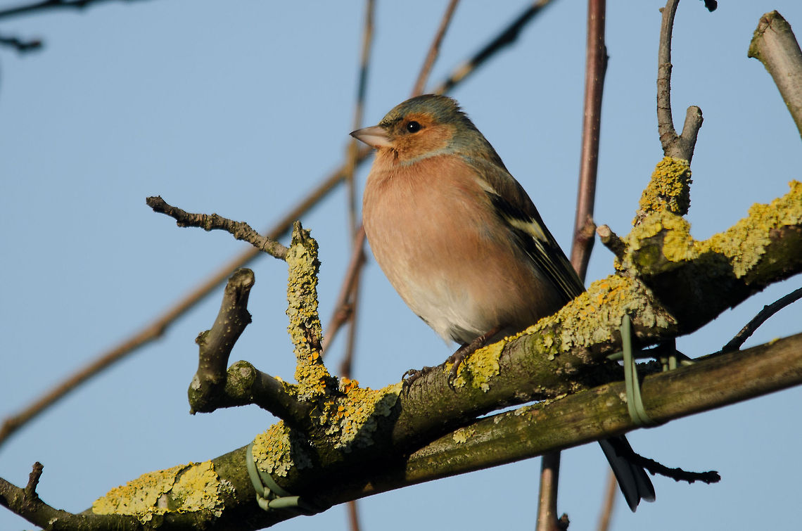 Chaffinch (Fringilla coelebs) A bird with a day job of showing its beauty in our garden. Birds,Chaffinch,Fringilla coelebs,Garden,Heesch,the Netherlands