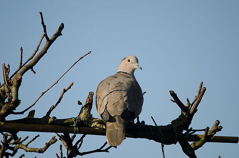 Freezing Pigeon A pigeon collects the little warmth of the sun in our garden during the harsh winter of 2012. Eurasian Collared Dove,Garden,Heesch,Pigeons,Streptopelia decaocto,birds,the Netherlands