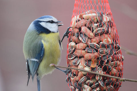 Blue Tit (Cyanistes caeruleus) closeup Closeup shot of a very hungry Blue Tit. I cannot help but smile each time I see their tiny legs in relation to their round body. Birds,Blue Tit,Cyanistes Caeruleus,Garden,Heesch,the Netherlands
