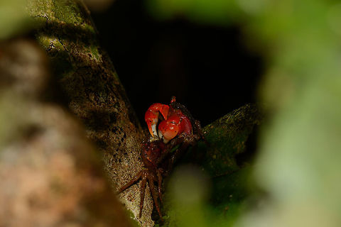 Land crab with a new outfit | Masoala NP, Madagascar This land crab was using a dark corner of the Masoala NP forest to change outfit, unknowing of a voyeur nearby. Africa,Geotagged,Madagascar,Madagascar North,Masoala,Perisesarma bidens,Spring,World