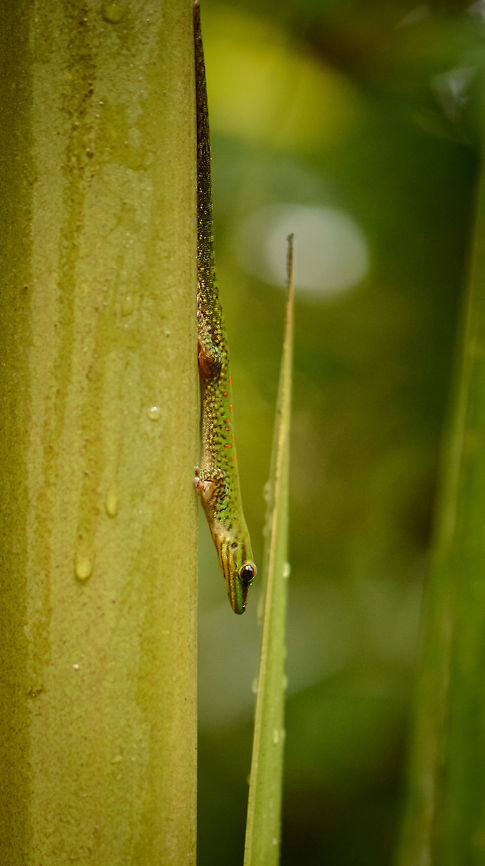 Small day gecko in Masoala NP, Madagascar I&#039;m going to ask John for advise on this one. Africa,Geotagged,Madagascar,Madagascar North,Masoala,Phelsuma guttata,Speckled day gecko,Spring,World