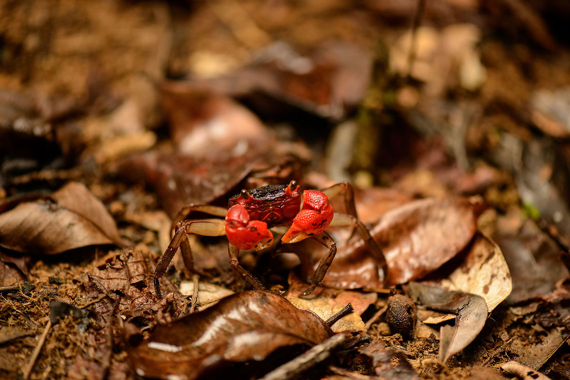Land crab in defensive pose, Masoala NP, Madagascar Found on the forest floor in the morning of our 3rd day there. I'm having trouble finding any useful info on Madagascar crab species. Africa,Geotagged,Madagascar,Madagascar North,Masoala,Perisesarma bidens,Spring,World