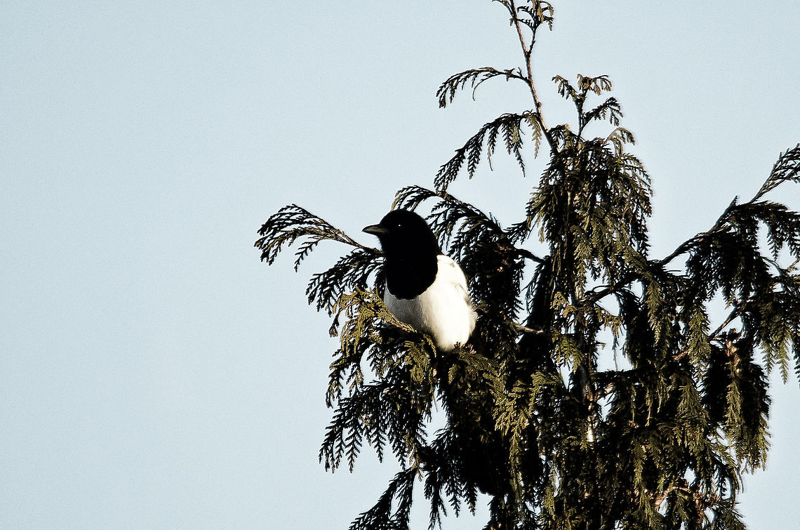 European magpie (Pica pica) From where I am typing this, I can see this magpie nesting in the high trees. Despite it still being a harsh winter, regular trips are made to collect twigs for the nest. Birds,European Magpie,Garden,Heesch,Pica Pica