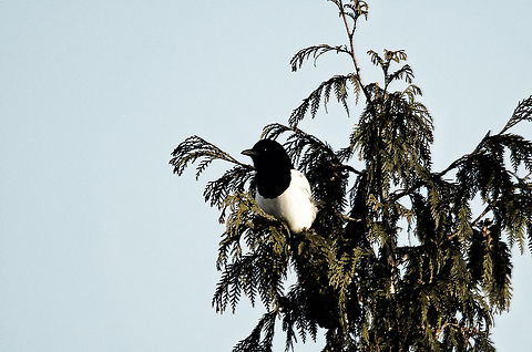European magpie (Pica pica) From where I am typing this, I can see this magpie nesting in the high trees. Despite it still being a harsh winter, regular trips are made to collect twigs for the nest. Birds,European Magpie,Garden,Heesch,Pica Pica