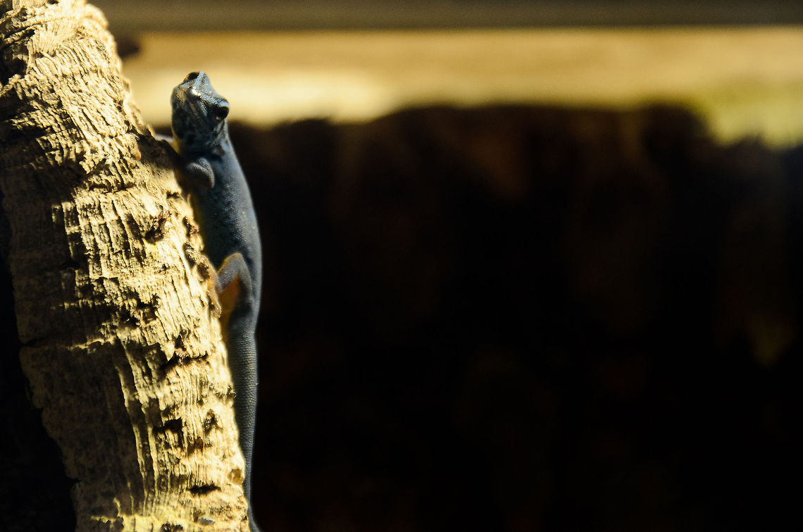 William's Dwarf Gecko :: Electric Blue Gecko Poor photo quality but it's the only one I have of this creature. In the wild, these geckos only occur in the Kimboza forest in Tanzania, which is a tiny habitat. Dominant males wear the beautiful blue color you see here, whilst females and less dominant males may look olive green. Electric Blue Gecko,Geotagged,Lygodactylus williamsi,Oliemeulen,The Netherlands,William's Dwarf Gecko,Williams Dwarf gecko,gecko,reptiles