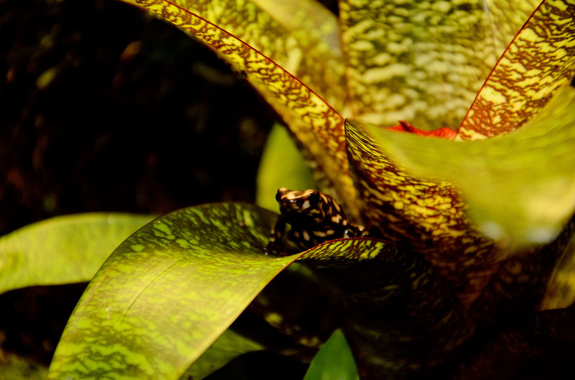 Brown and White Poison Dart Frog Dendrobates Auratus Campana. A very rare 'morph' of the Dendrobates Auratus, native to Panama. As they age, their contrast increases and as you see, this gives them a very effective camouflage. Amphibians,Brown and White Poison Dart Frog,Camouflage,Dendrobates Auratus Campana,Dendrobates auratus,Geotagged,Oliemeulen,The Netherlands,frog