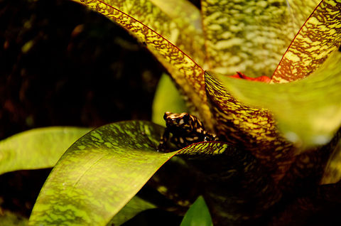 Brown and White Poison Dart Frog Dendrobates Auratus Campana. A very rare 'morph' of the Dendrobates Auratus, native to Panama. As they age, their contrast increases and as you see, this gives them a very effective camouflage. Amphibians,Brown and White Poison Dart Frog,Camouflage,Dendrobates Auratus Campana,Dendrobates auratus,Geotagged,Oliemeulen,The Netherlands,frog