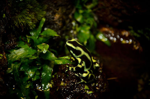 Green and Black Poison Dart Frog Dendrobates auratus, a beautifully colored toxic poison dart frog.  Amphibians,Camouflage,Dendrobates auratus,Geotagged,Green and Black Poison Dart Frog,Oliemeulen,The Netherlands,frog