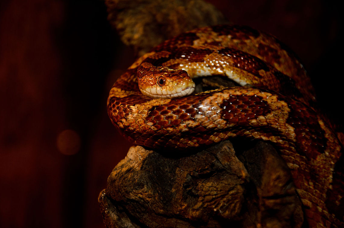 Curious Red Rat Snake Like alligators, I find snakes beautiful creatures to see, yet boring to observe due to their inactivity. This specie of snakes is exceptional in that it seems to be constantly active, even outside of feeding time.  Corn Snake,Geotagged,Oliemeulen,Pantherophis guttatus guttatus,Red Rat Snake,The Netherlands,reptiles,snakes