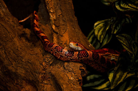 Red Rat Snake full body view Due to this snake being held as a pet so commonly, as much as 40 different color variations have emerged. This snake has low maintenance, is relatively active, yet reluctant to bite.  Corn Snake,Geotagged,Oliemeulen,Pantherophis guttatus guttatus,Red Rat Snake,The Netherlands,reptiles,snakes
