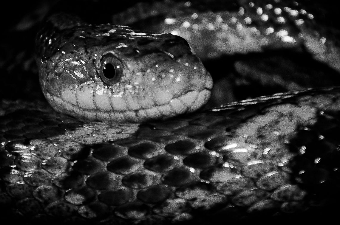 Corn snake :: Red Rat Snake Black and white crop of a Corn Snake, a snake commonly held in captivity, yet native to North America. Corn Snake,Geotagged,Oliemeulen,Pantherophis guttatus guttatus,Red Rat Snake,The Netherlands,reptiles,snakes