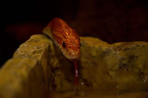 Thirsty Corn snake :: Red Rat Snake As of wall of glass prevented this Corn Snake from drinking my blood, it settled for the next best thing: water. Corn Snake,Geotagged,Oliemeulen,Pantherophis guttatus guttatus,Red Rat Snake,The Netherlands,reptiles,snakes