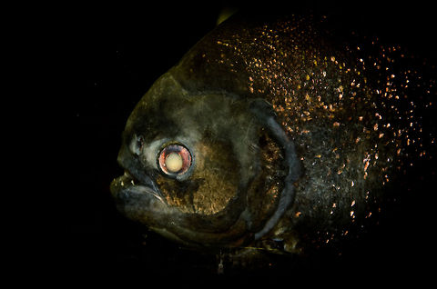 Gold Dust Piranha :: Yellow King Emperor Piranha Pygocentrus ternetzi. This concerns a variation on the red-bellied Piranha although it is not yet formally classified as a seperate specie. Geotagged,Gold Dust Piranha,Oliemeulen,Piranha,The Netherlands,Yellow King Emperor Piranha,fish