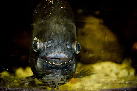 Care for a swim? An inviting Gold Dust Piranha at the OlieMeulen reptile Centre, the Netherlands. Geotagged,Gold Dust Piranha,Humor,Oliemeulen,Piranha,The Netherlands,Yellow King Emperor Piranha,fish
