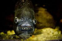 Care for a swim? An inviting Gold Dust Piranha at the OlieMeulen reptile Centre, the Netherlands. Geotagged,Gold Dust Piranha,Humor,Oliemeulen,Piranha,The Netherlands,Yellow King Emperor Piranha,fish
