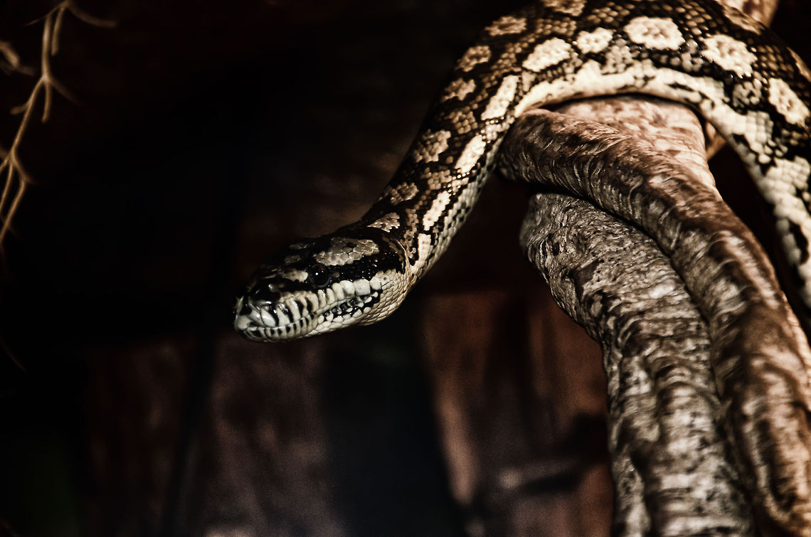 Carpet Python (Morelia spilota) Active Carpet Python at the OlieMeulen reptile centre, the Netherlands. Geotagged,Morelia spilota,Oliemeulen,Snakes,The Netherlands,reptiles