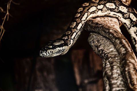 Carpet Python (Morelia spilota) Active Carpet Python at the OlieMeulen reptile centre, the Netherlands. Geotagged,Morelia spilota,Oliemeulen,Snakes,The Netherlands,reptiles